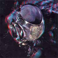 Humanfly : A God Amongst Insects